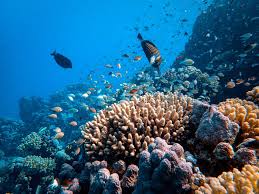 海洋保护：APP助力海洋环保